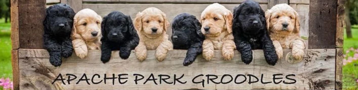 apache-park-groodles The Groodle is a result of breeding a Golden Retriever and a Poodle. The Groodle originated in the USA where it is known as the Goldendoodle.