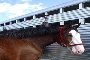 unsecured horse float loans;